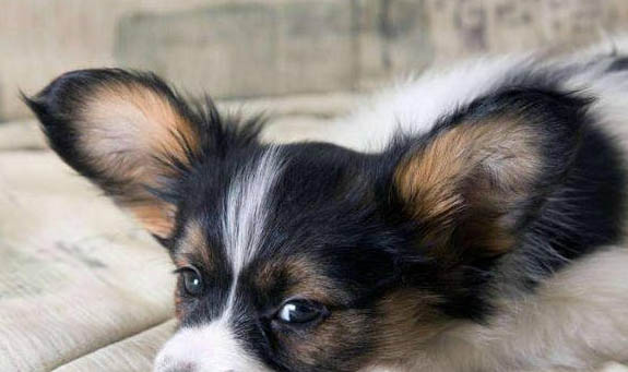 蝴蝶犬是不是土狗?