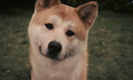 狗狗牙齦瘤和增生怎么判別