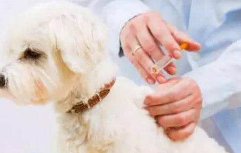 狗狗四腳朝天扭動的原因及處理方法
