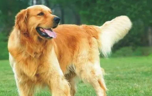 狗狗懷孕多久能看出來？