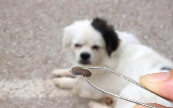加納利犬和比利時牧羊犬是一個品種嗎