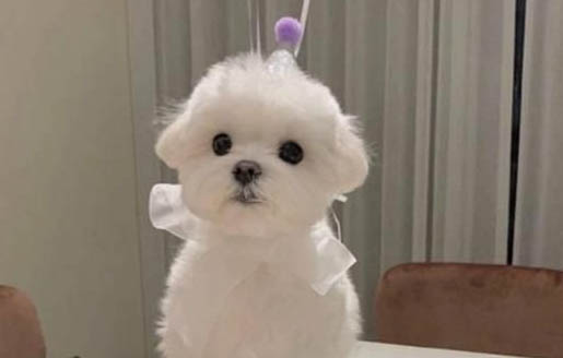 狗狗喘氣急促是犬瘟嗎?