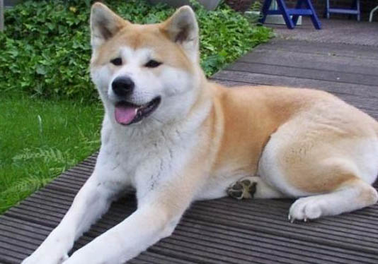 秋田犬智商