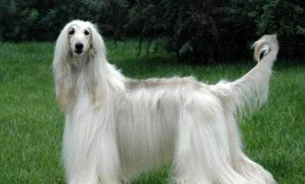 阿富汗獵犬為什么被禁養?