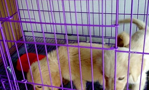 狗狗肚子硬硬 身體發抖