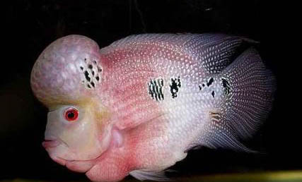 羅漢魚如何控制水溫