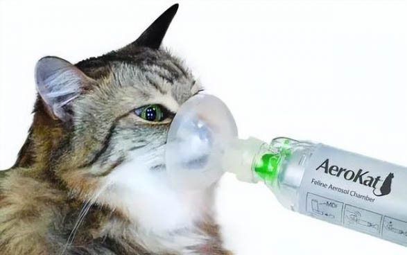 貓咪懷孕后幾個月生寶寶