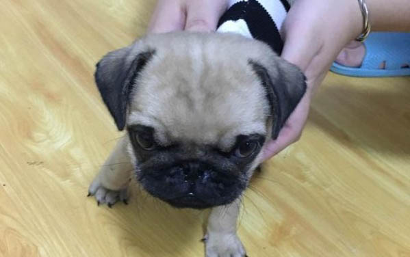 巴哥犬多少錢一只