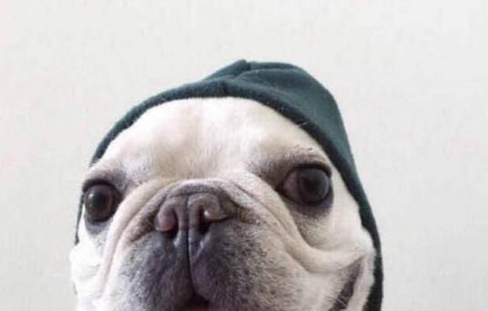 一個月的法國斗牛犬可以洗澡嗎