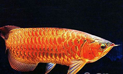 金龍魚飼養的注意事項