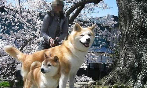 柴犬哪里有賣的
