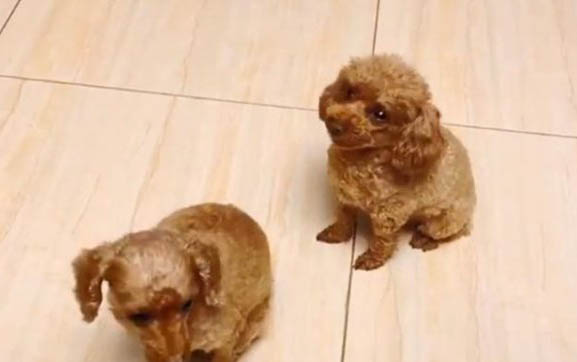 小狗臉腫了什么原因引起的