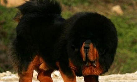 哪里有藏獒幼犬出售