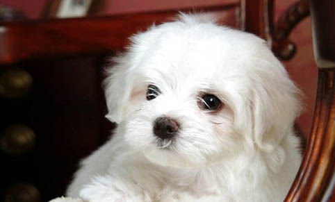 狗狗狂犬疫苗多少錢(qián)