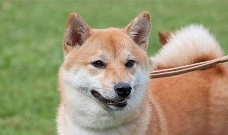 日本柴犬狗糧怎么選