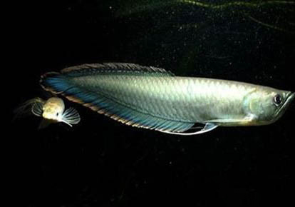 養(yǎng)的銀龍魚(yú)可以吃嗎