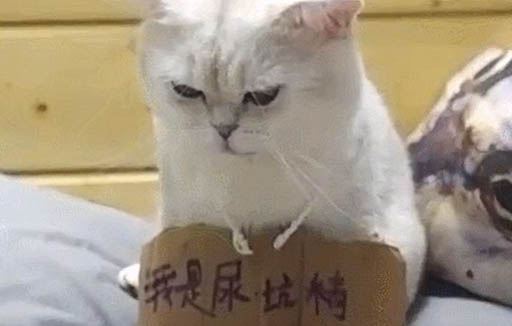 貓咪火車托運(yùn)需要辦理什么,貓火車托運(yùn)需要什么