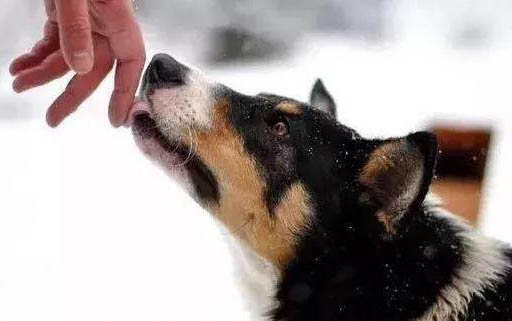狗狗患有犬瘟熱病毒的癥狀