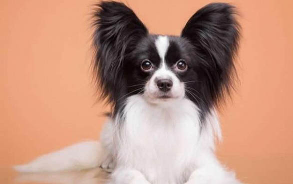 小狗得犬瘟初期癥狀