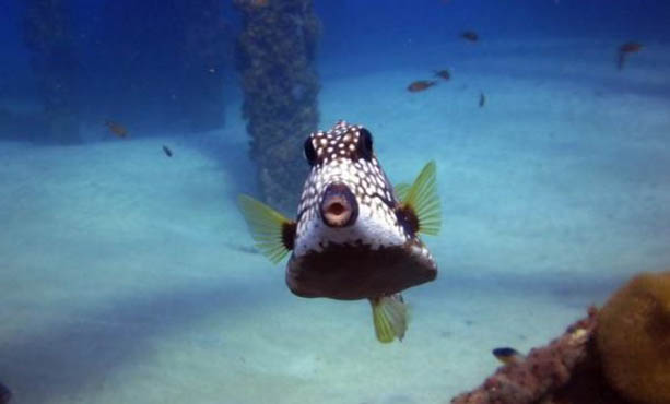 養(yǎng)魚不能開燈嗎?