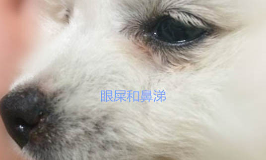 狗狗發(fā)燒有哪些癥狀