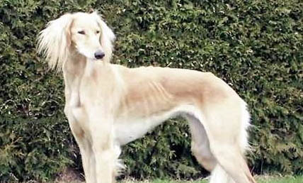 伊比贊獵犬小便頻繁