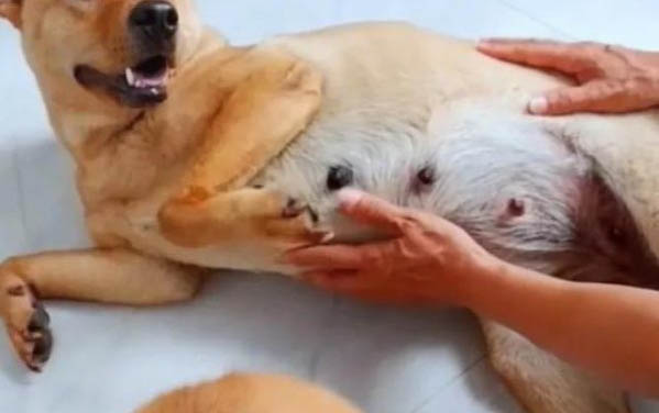 糖尿病狗死前最后征兆