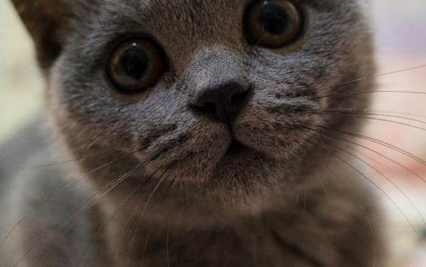 怎么分辨小貓公母
