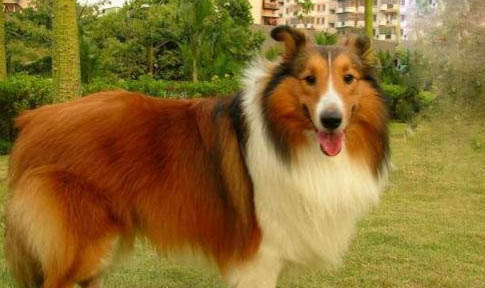 蘇格蘭牧羊犬為什么會口臭?