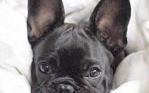 法國斗牛犬跟柯基犬哪個好