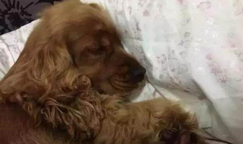 狗狗冠狀病毒恢復期吃什么比較好