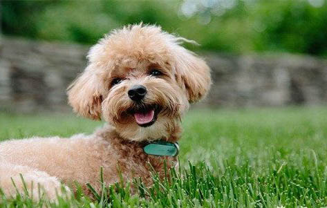 有狗專門吃的避孕藥嗎
