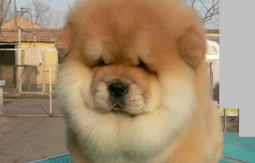 松獅犬洗澡需要注意點什么